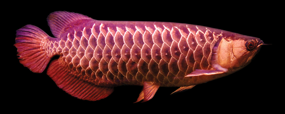 High Back Golden Arowana-Small.jpg